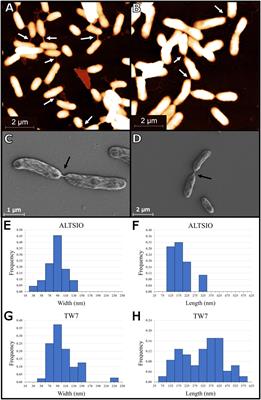 Bacterial Nanotubes as Intercellular Linkages in Marine Assemblages